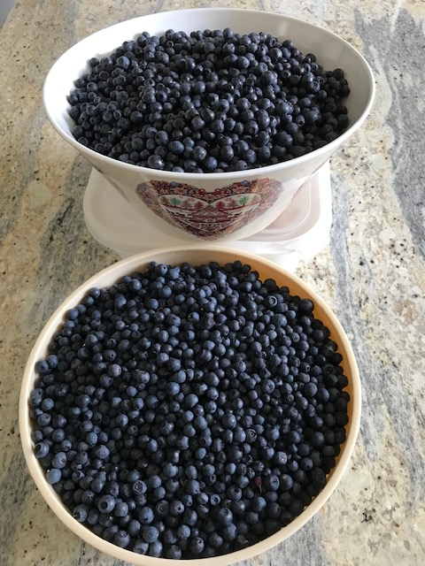 récolte de brimbelles de ma voisine